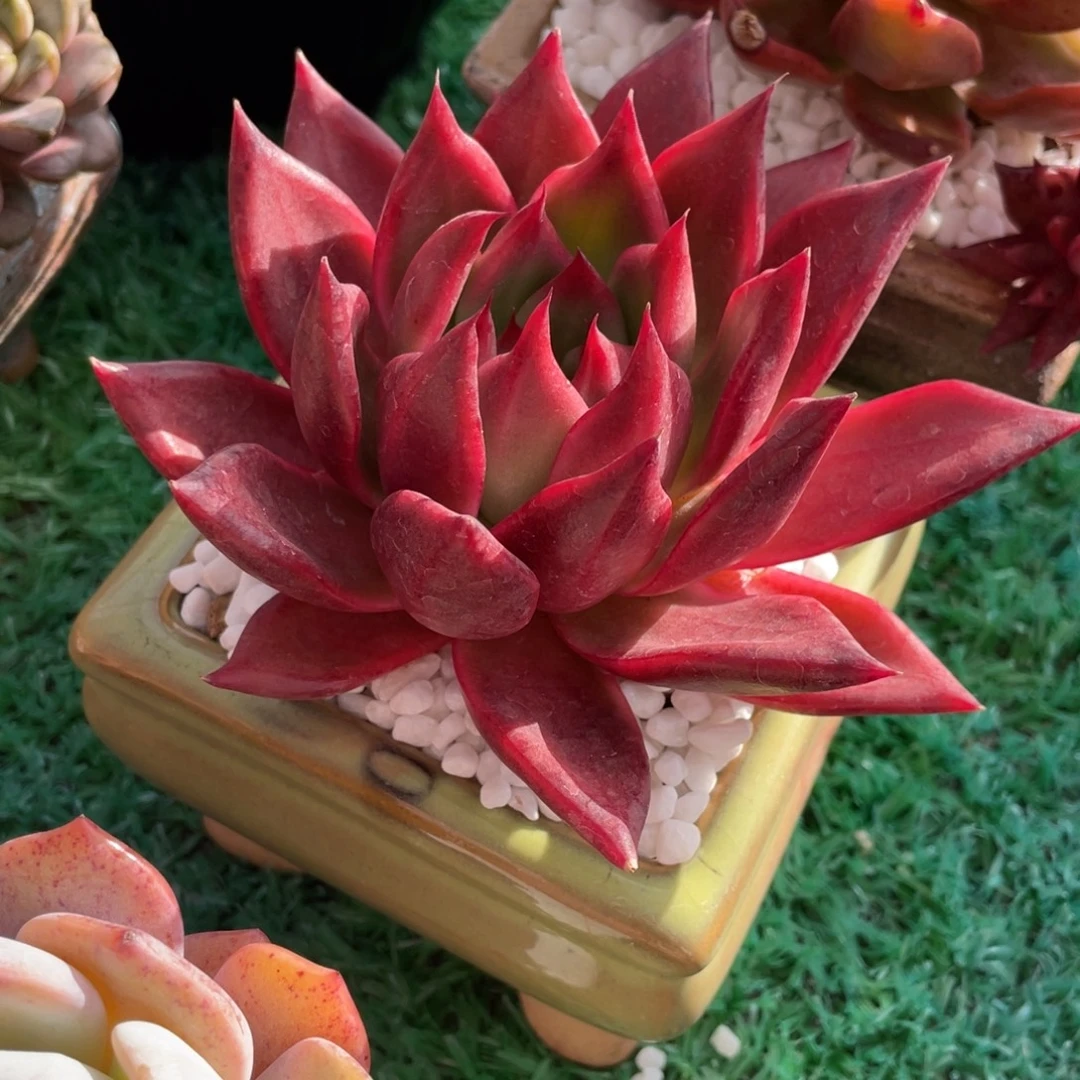 多肉植物盆栽多肉植物