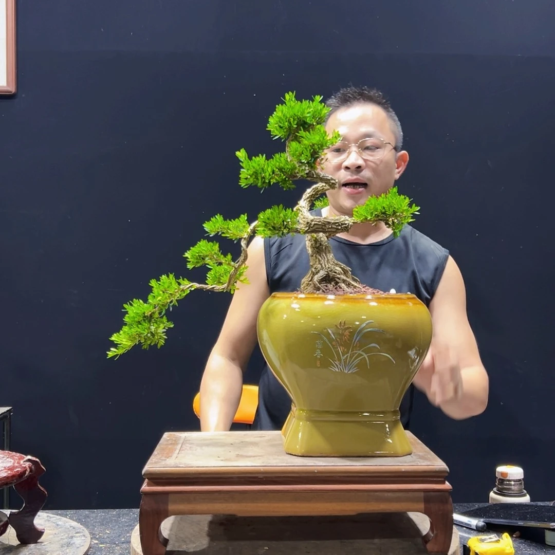 无花朵黄杨盆景四季常绿