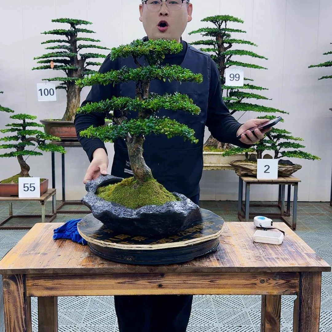 红芽罗汉松造型盆景