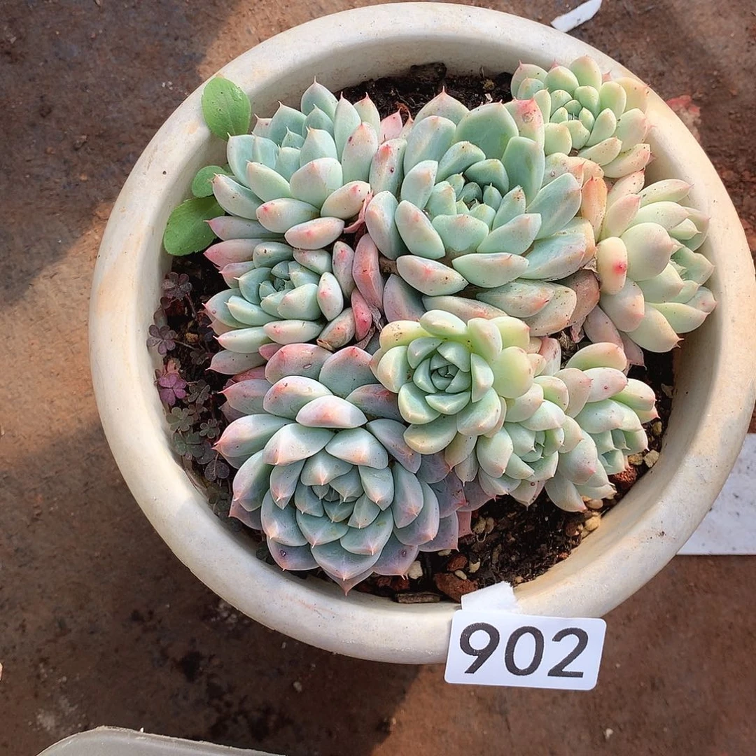 902阿尔巴 一物一拍多肉