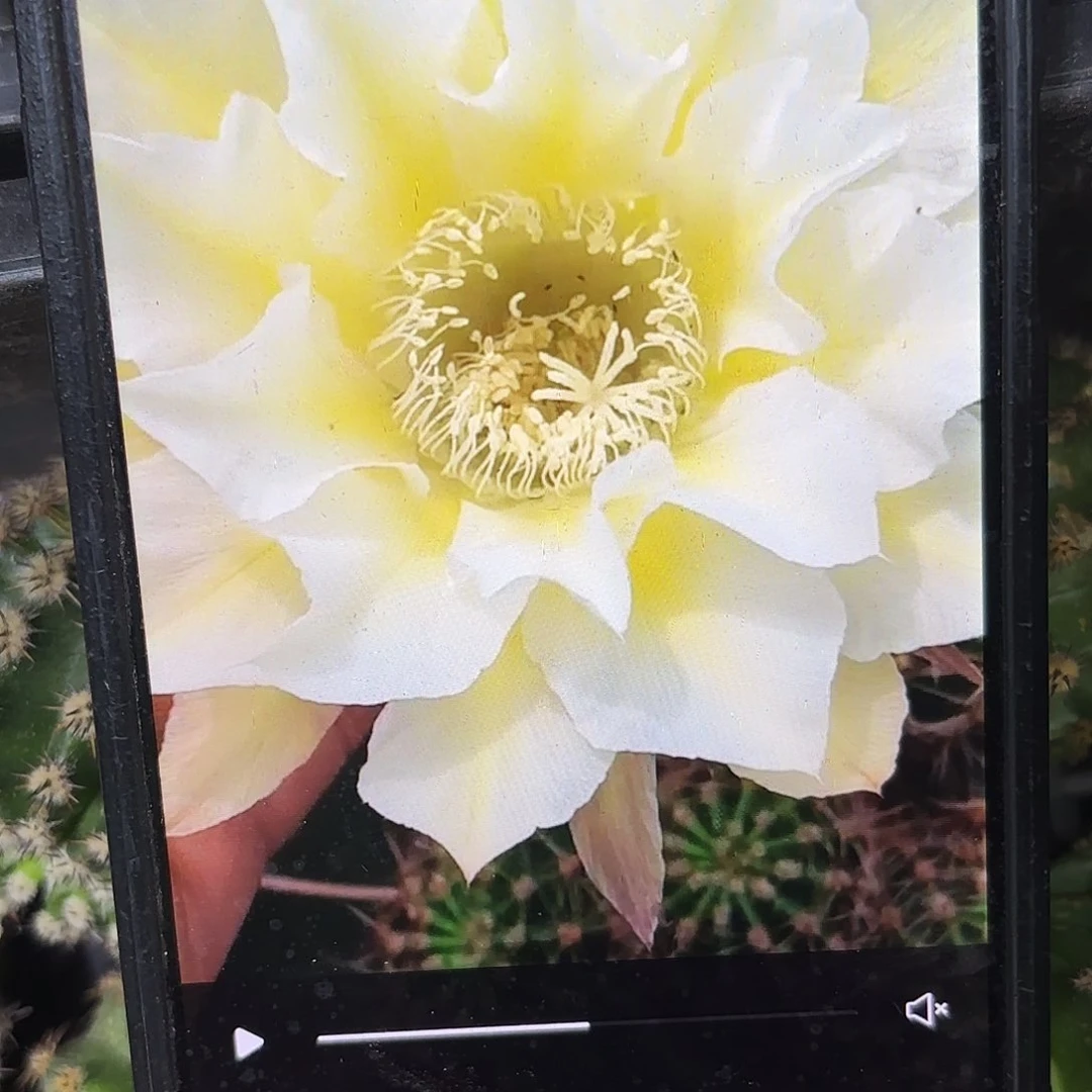 16-34彩侧牙20包邮仙人球39