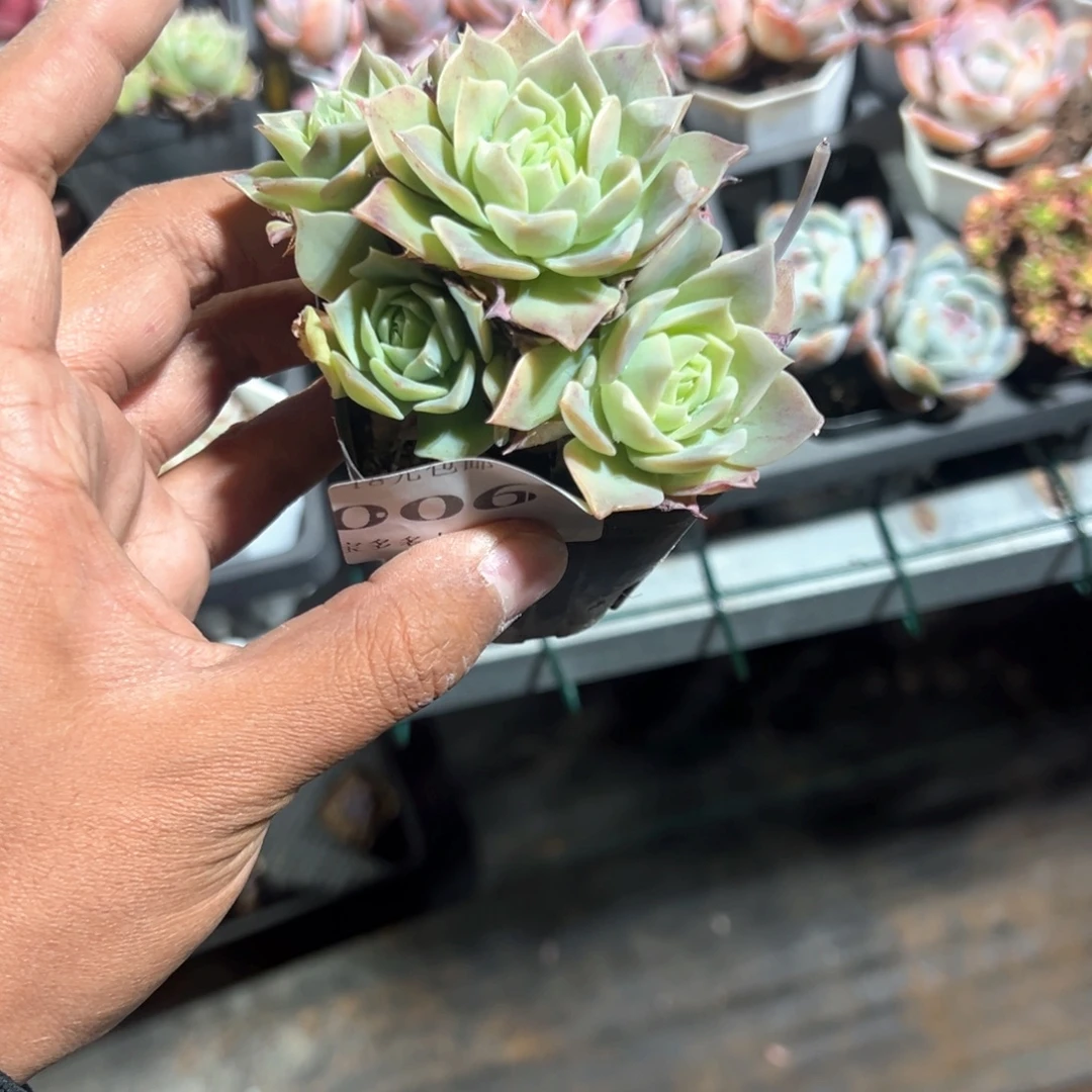 橘***酱006号不知名一物一拍满18包邮