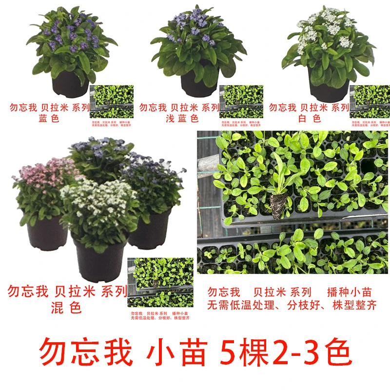 园寻园艺勿忘我 勿忘草 穴盘苗 进口 籽播苗 草本花卉苗