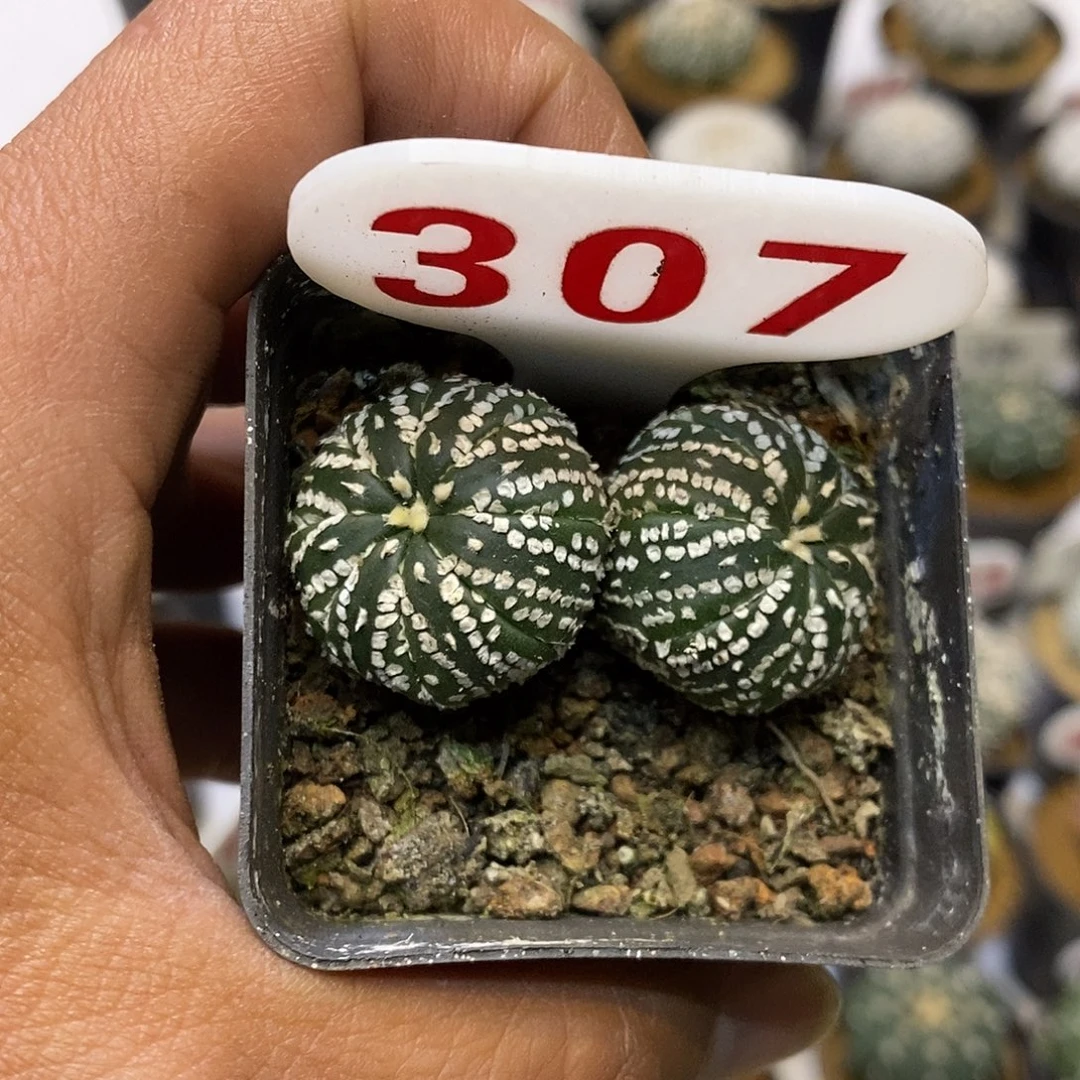 307福利特价咯啦了活动