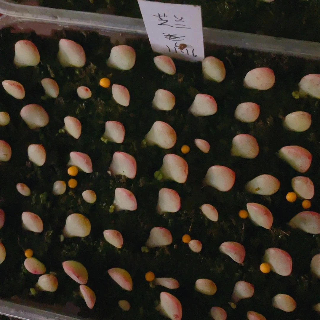 芝兰芝麻苗一个满25包邮