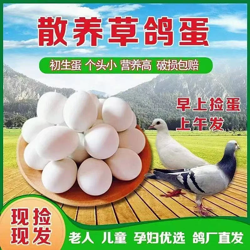 新鲜鸽蛋农家五谷喂养营养辅食