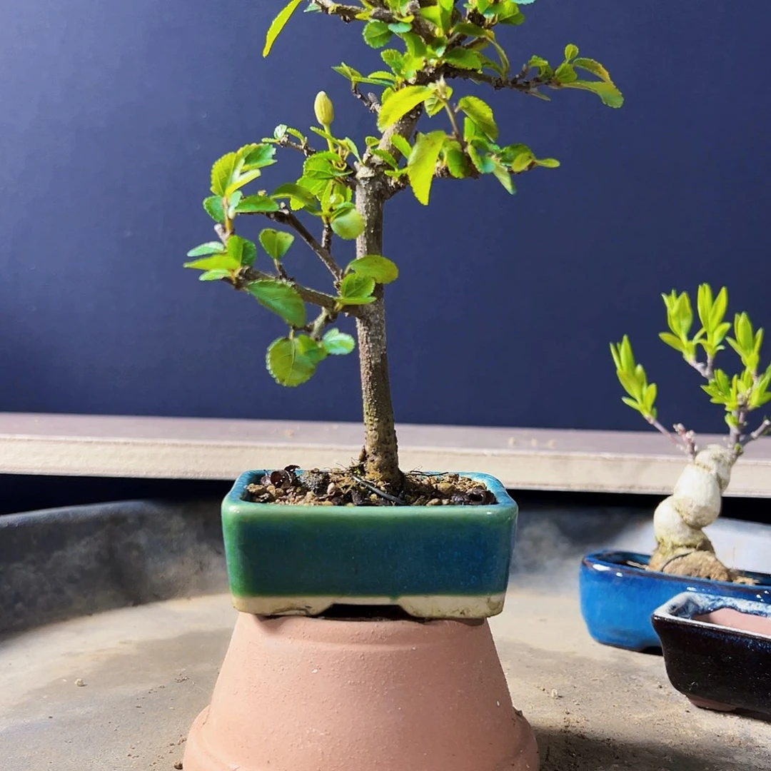 盆景盆景11111111111