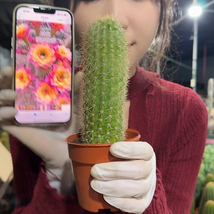 时光毛花柱1111111111