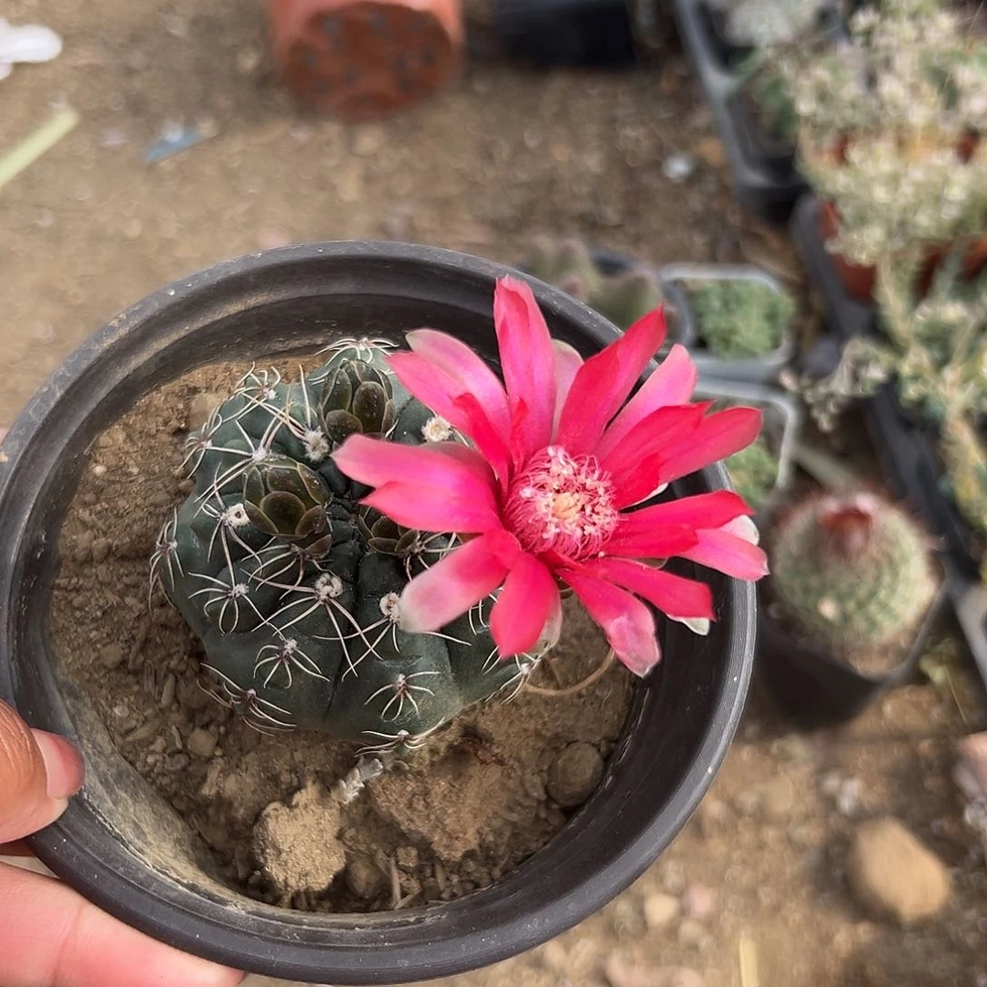 多肉植物绯花玉单头