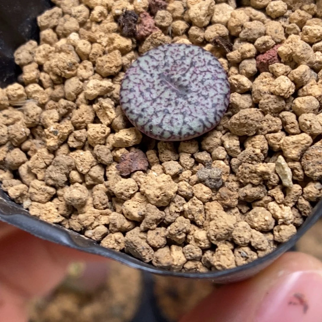 多肉植物肉锥杂交K-447 康杂