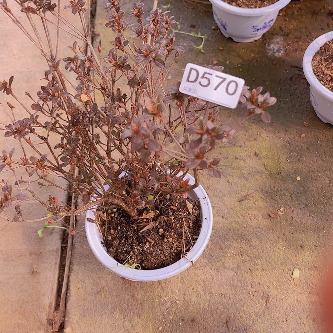 红陶直播时间一定一起