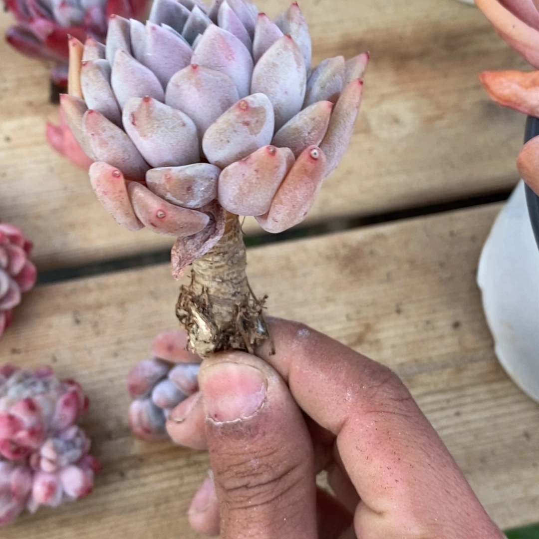 可问主播品种，下滑链接更多品种多肉植物选择