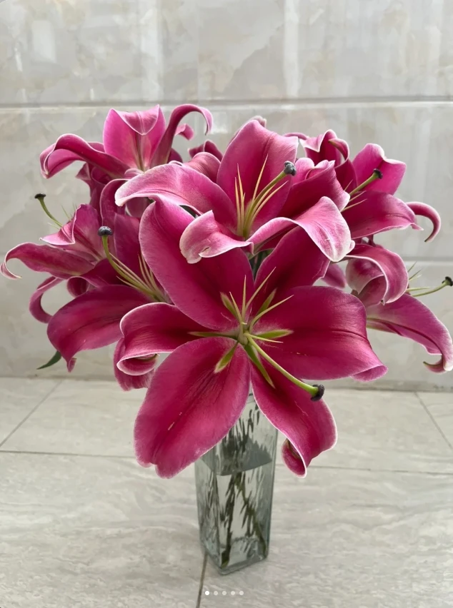 【新品】AB级 中国红 香水百合10枝单头（10%损耗不售后）+营养剂