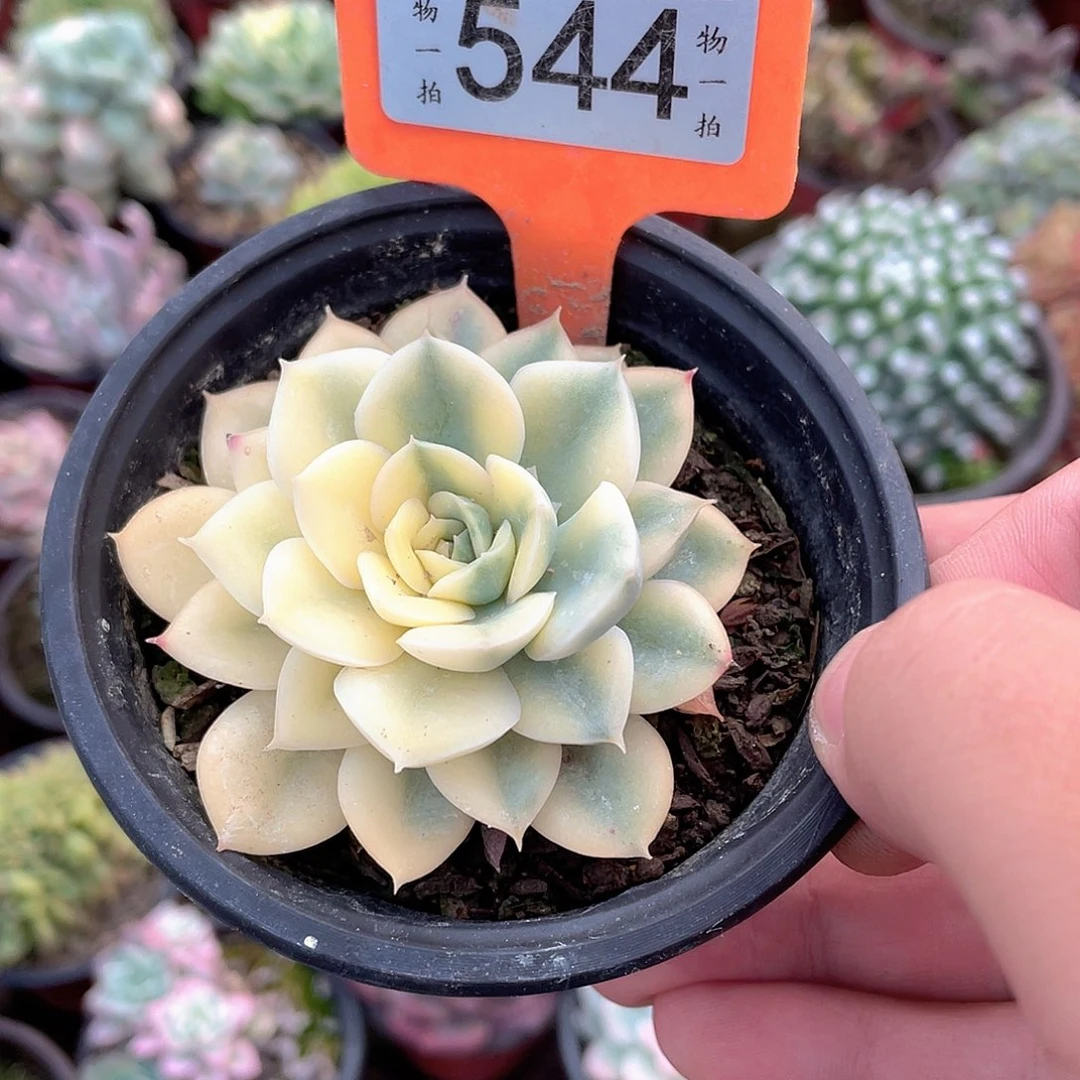 ༺***╮544号多肉植物组合