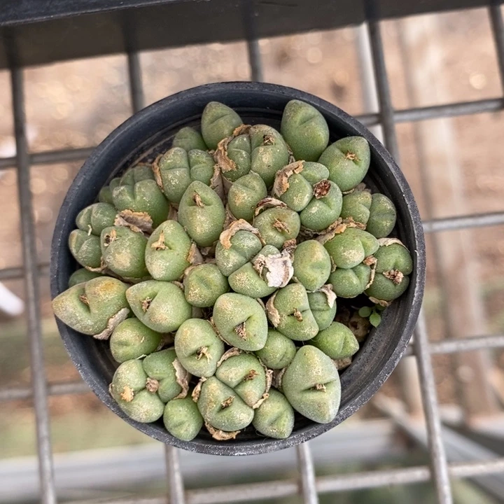 伯克利和格兰两个城市的居民