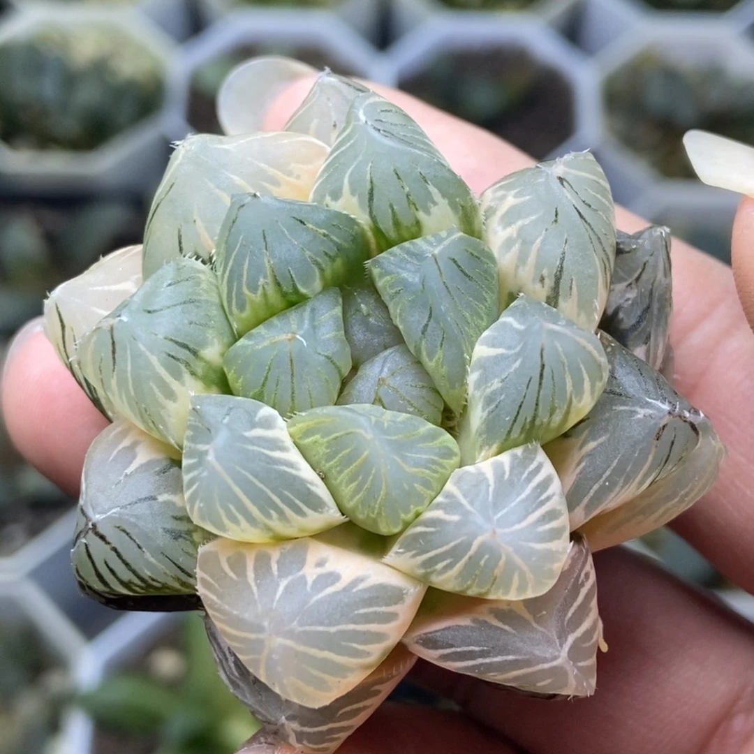 是是是是是是是是是寿