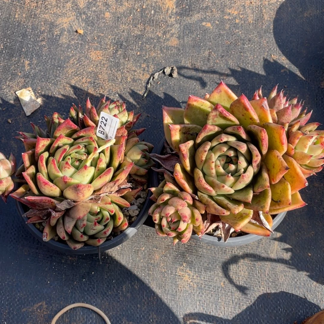 无花朵若如东云组拍B722