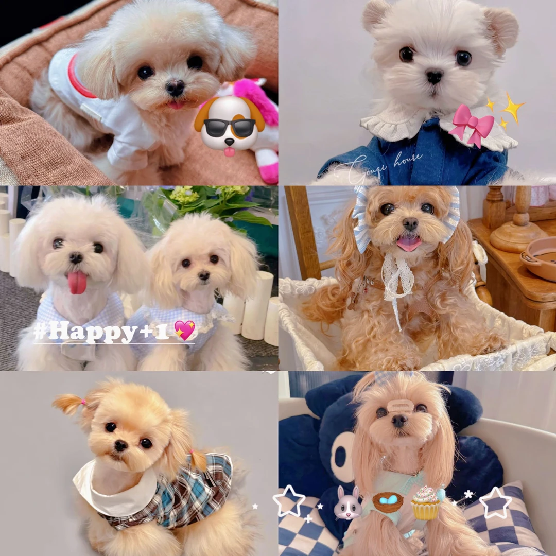【宁波泡泡熊】精品韩系马尔泰泰迪熊 宠物活体狗狗