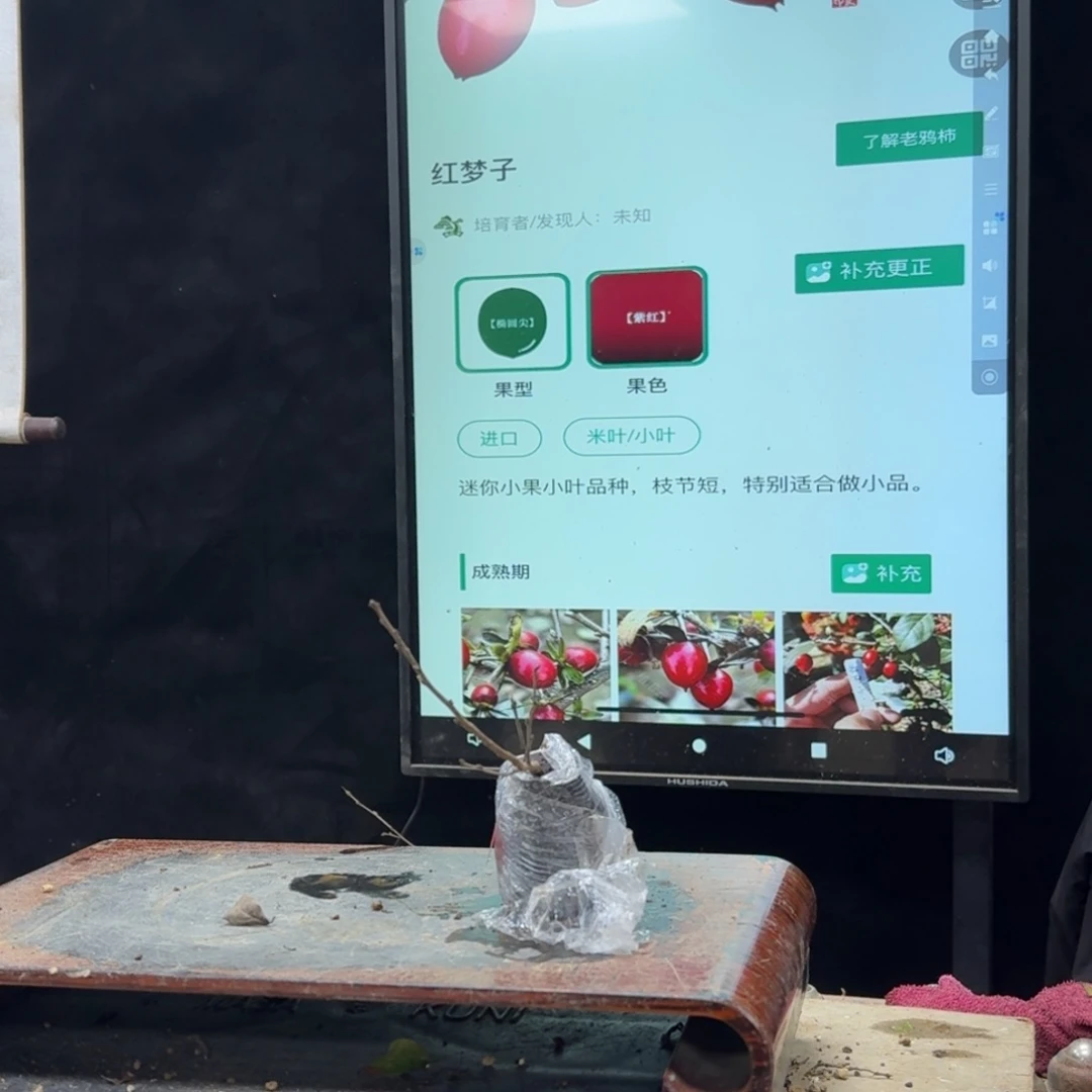 盆景不包邮顺丰到付老**柿411