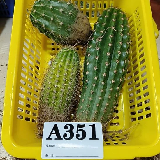 当前无花栽培后可以开花351