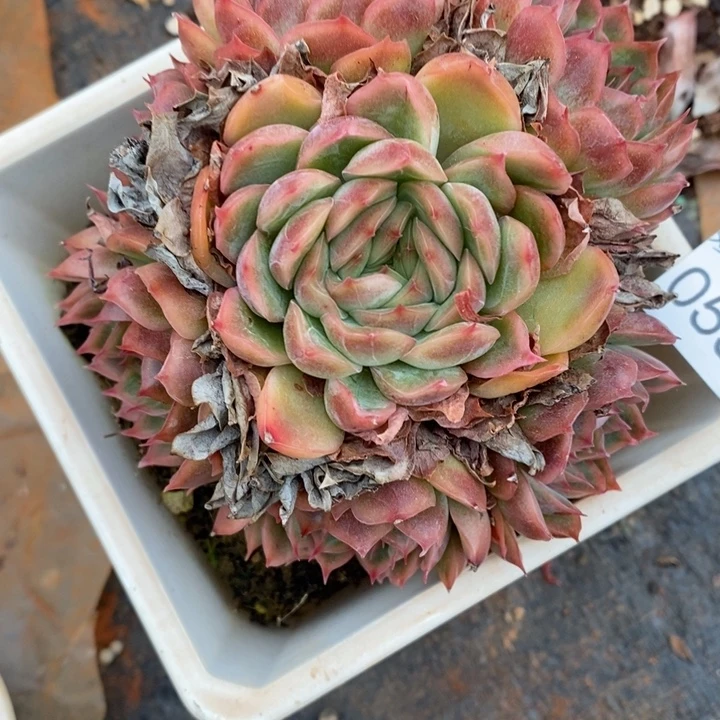 杜***果537杂交老桩基地～10厘米