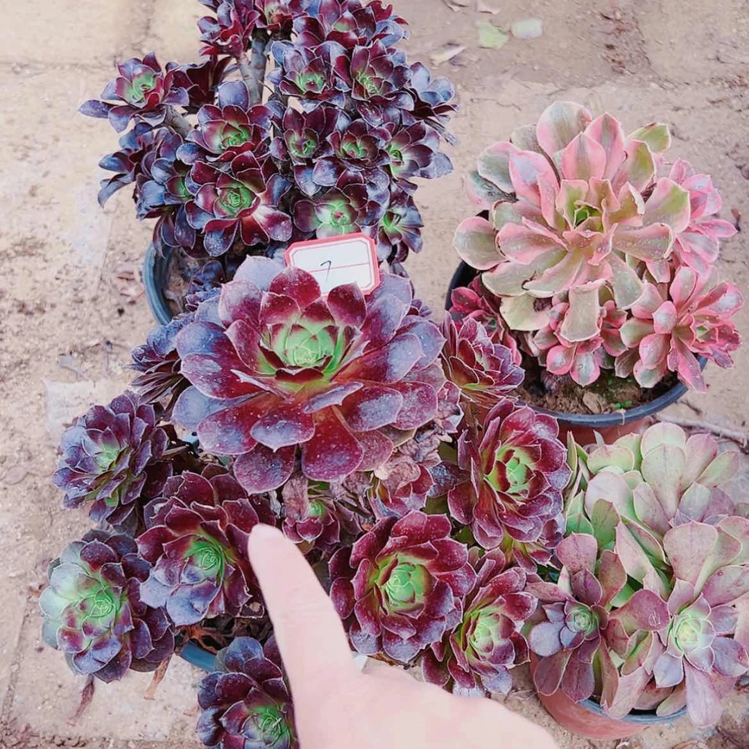 【闪购商品】无花朵晨**光7号套餐3颗多肉植物无售后