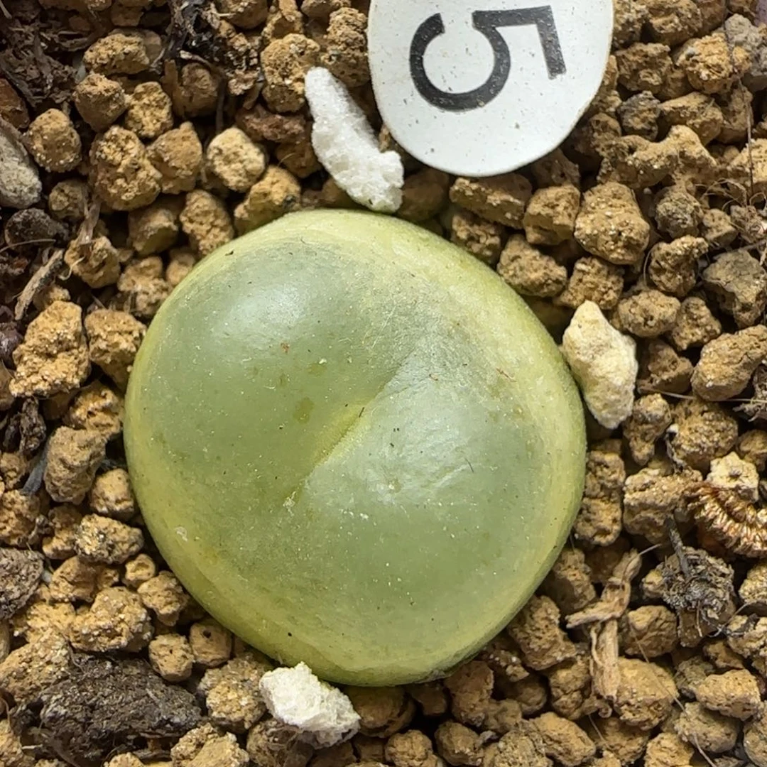 拉登1.7+多肉植物5