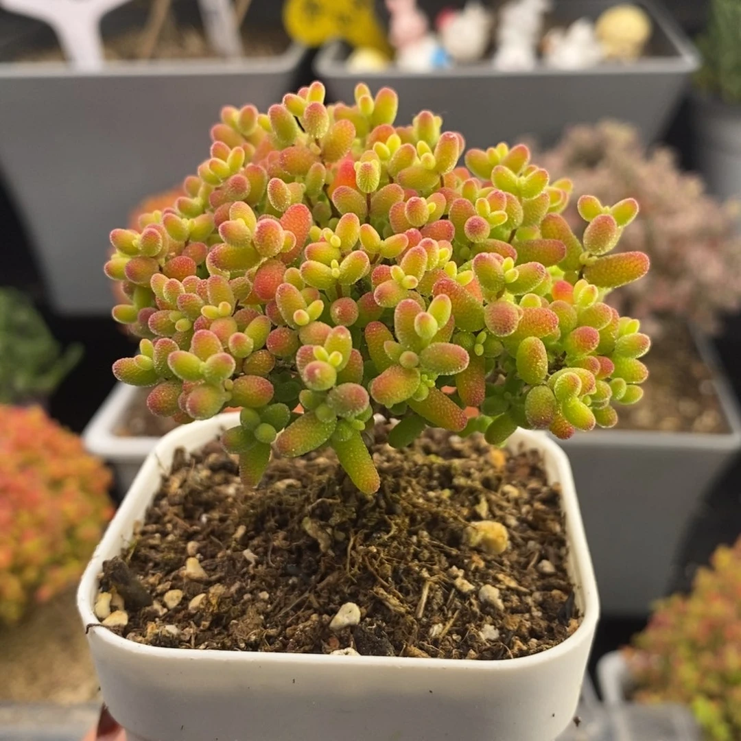 完全开放30号蜜橘糖球（6.5cm）