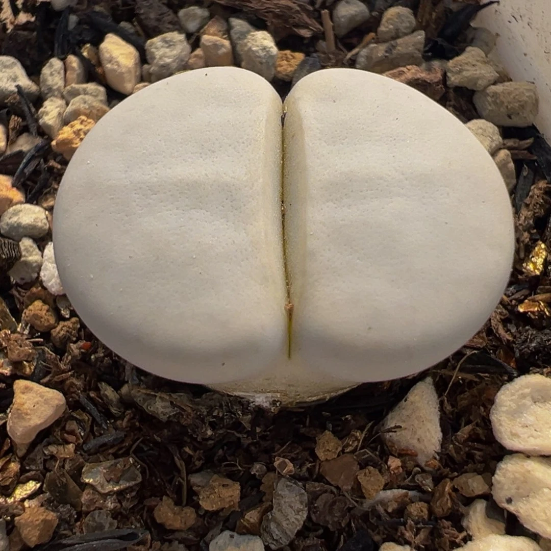 652多肉植物种类多样