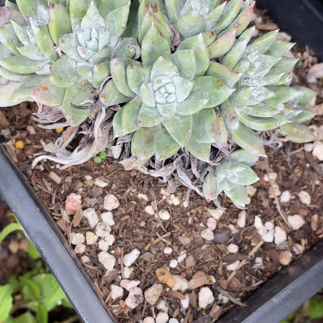 白姆父母老桩群生2855