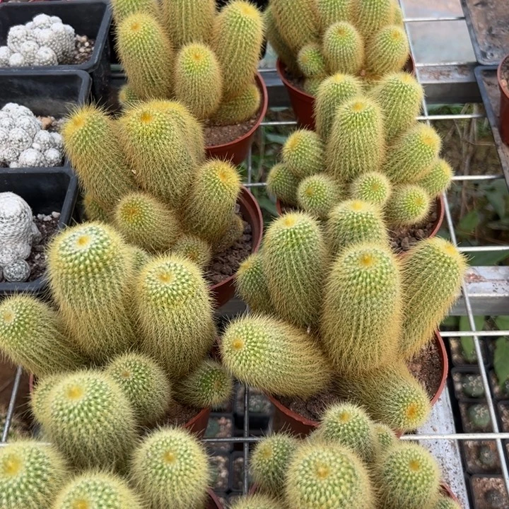 金丝猴随机一颗。