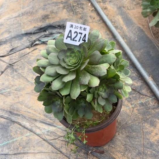 微***i274万圣节不包断枝