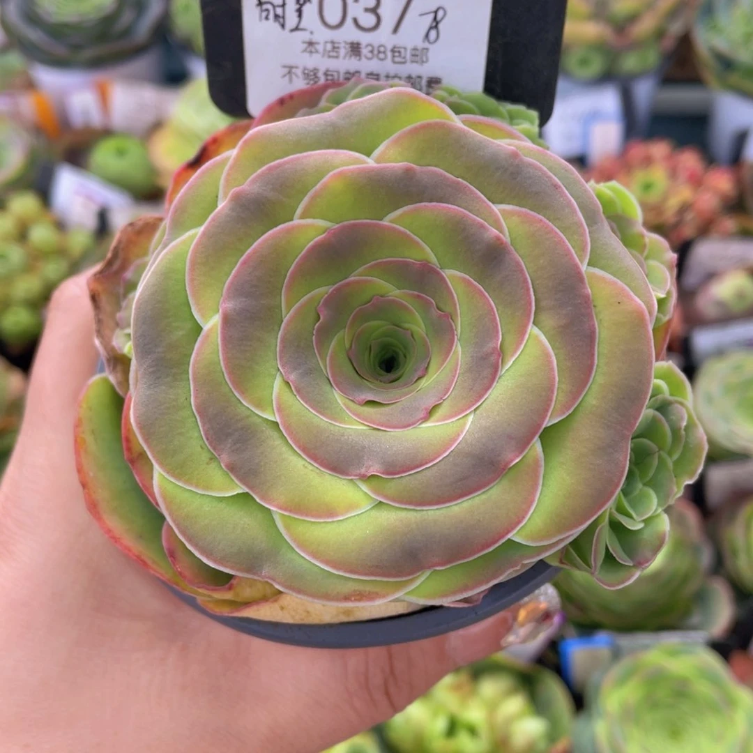 时笙玫瑰新年福利037