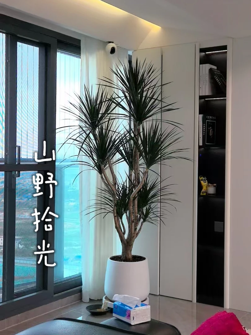 （黑珍珠）龙血树大绿植简约吸甲醛净化空气龙须树客厅大型龙血树