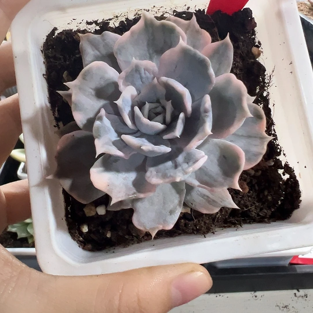 69号丽娜莲锦多肉植物