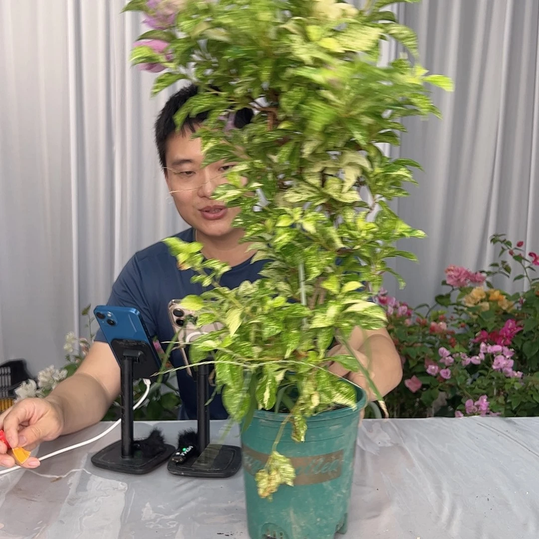 当前无花栽培后可以开花英达带竹一棵