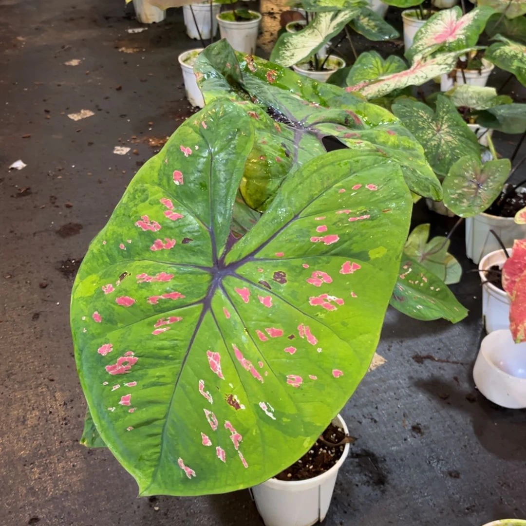 大部分开放少量花苞旧*泰彩