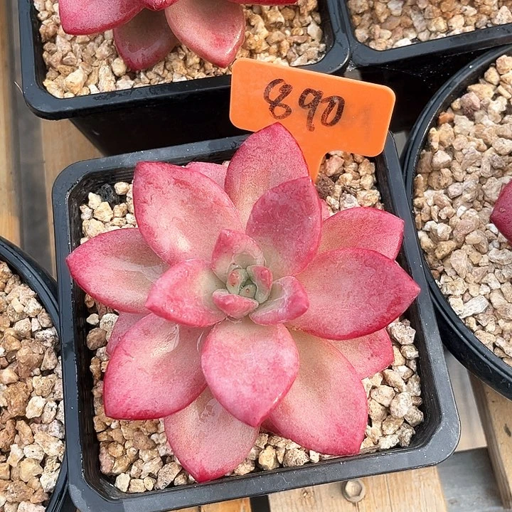 贺菲斯托890号码牌子的话