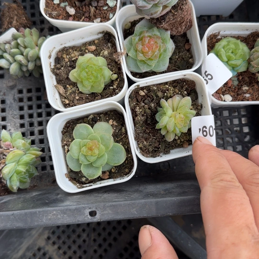 老***攻小卡拉米糖心一物一拍18-94