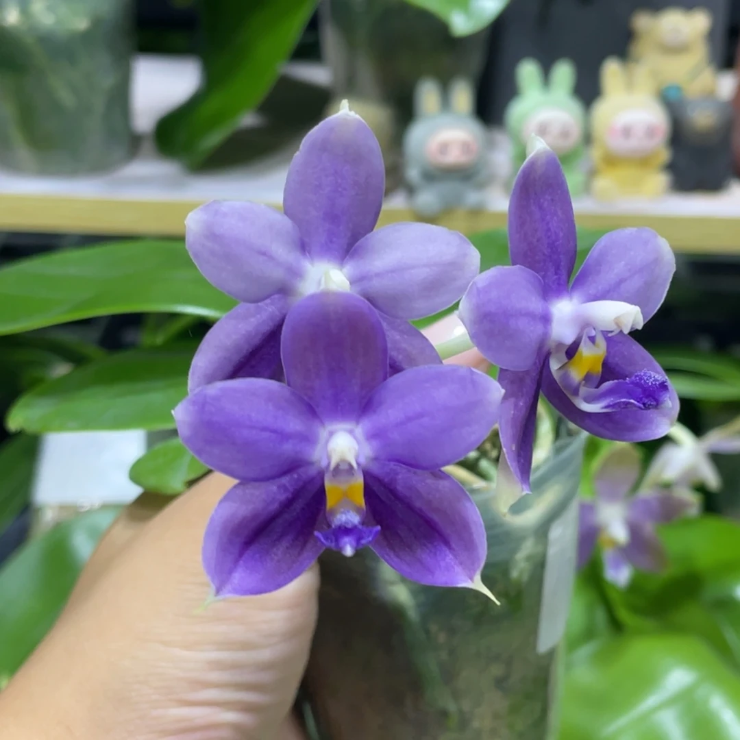 完全开放鱼鱼交蓝鸟