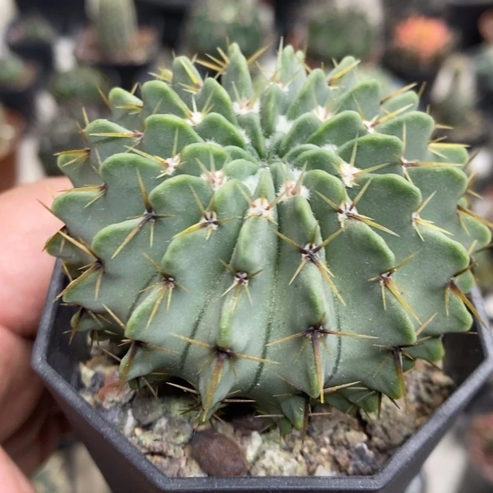 实生白狮子特价福利