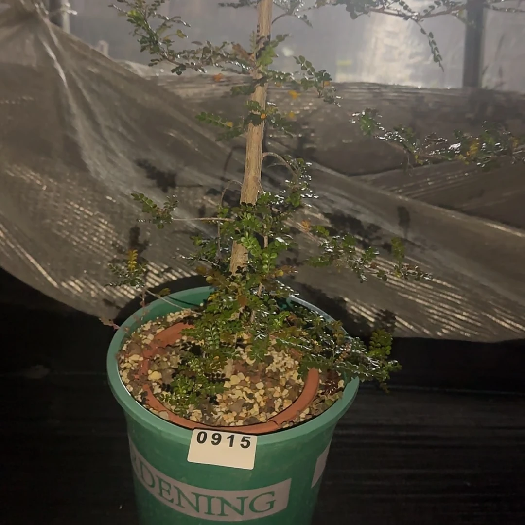 【闪购商品】G块根植物