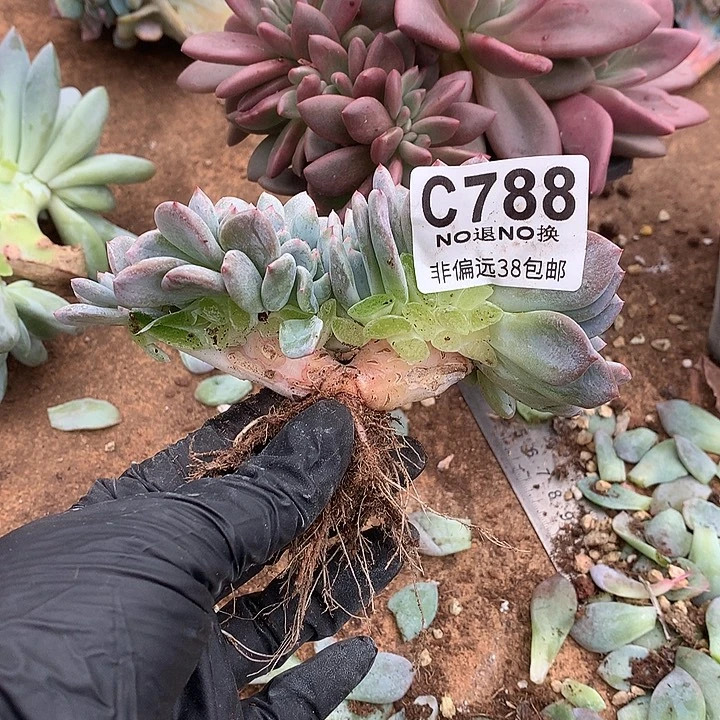 臭***活橙子缀化 788 满百送可爱玫瑰缀化