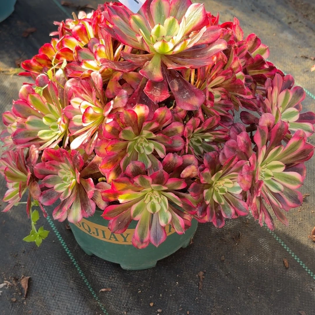 292红白多肉植物福利