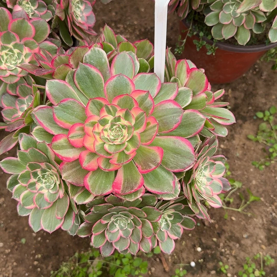 4145万紫千红多肉法师