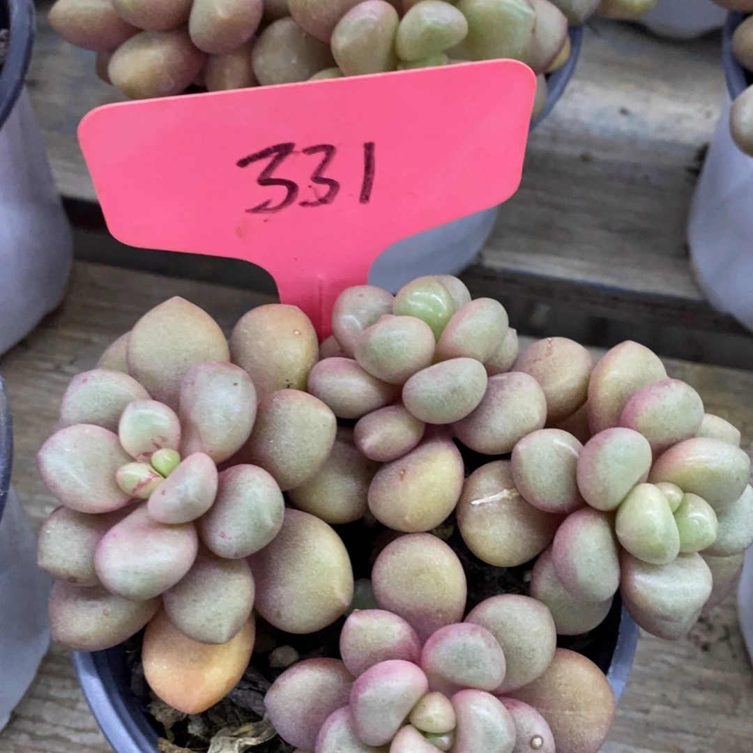 开心多肉，首播第一场，欢迎