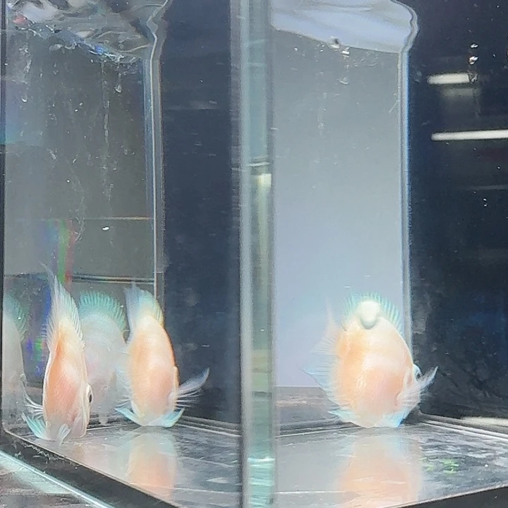 孔雀鱼白金缩尾迷你鹦鹉2条