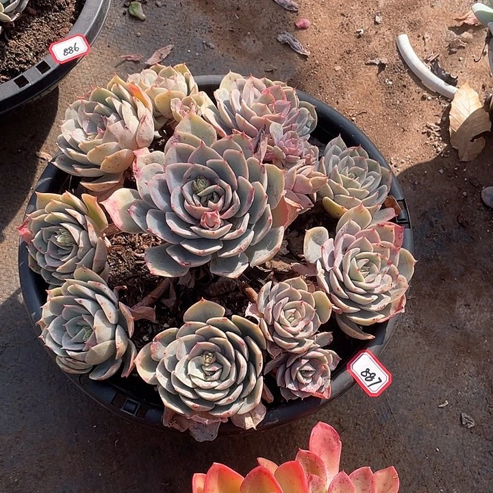 887蓝色苍鹭 一物一拍多肉