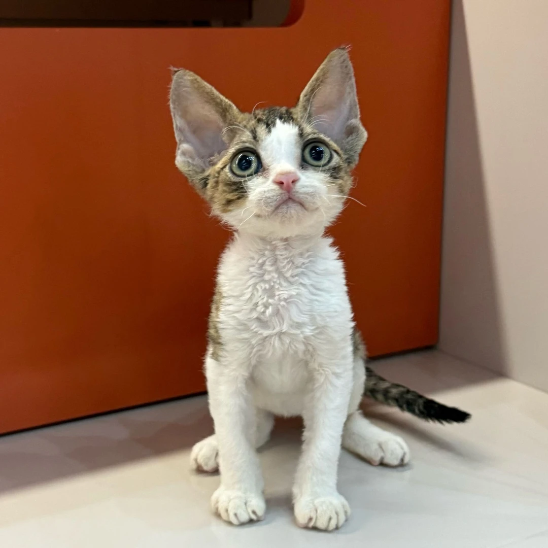 0718肉桂虎斑加白弟弟-麦兜