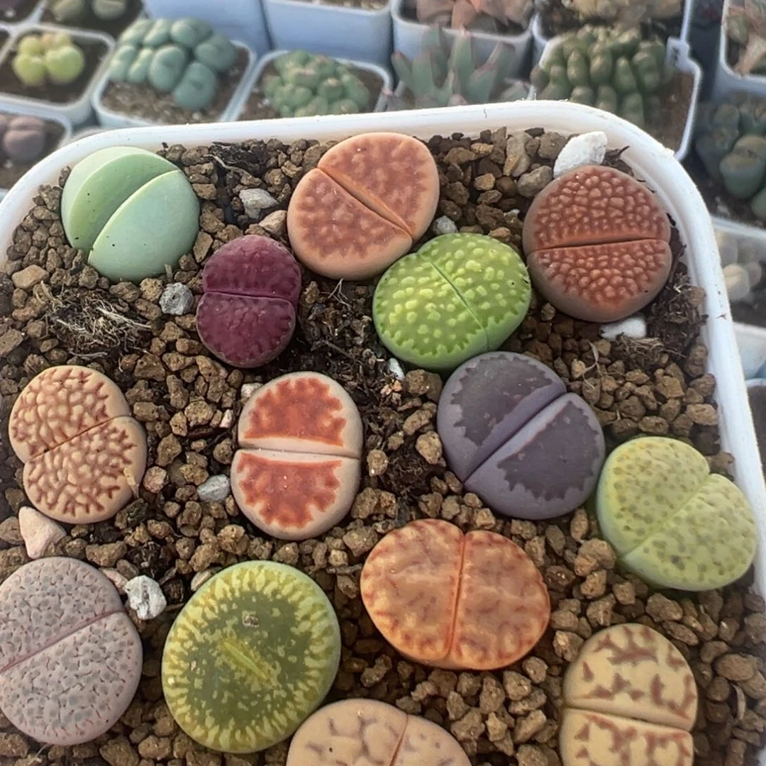 70多肉植物百科植物